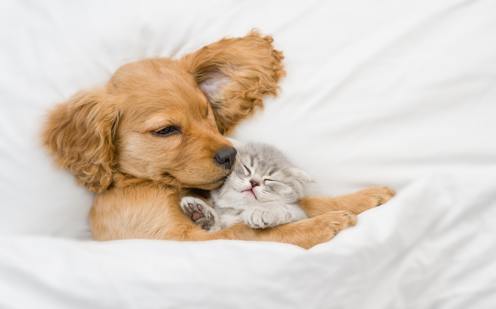 Puppy hugs grey kitten under sheets in bed